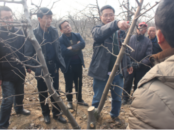 疫情防控期間，陜西梨園春季生產管理技術建議